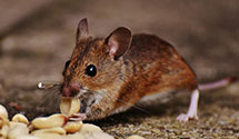 24 Hour & Emergency Exterminators in Grantsville, MD